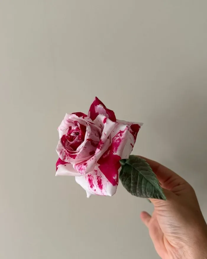 Reseña de María Clara - velas de cera moldeable